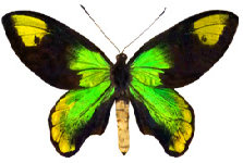 schmetterling024095.jpg