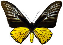 schmetterling024096.jpg