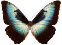 schmetterling024097.jpg