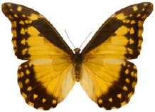 schmetterling024098.jpg