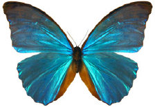schmetterling024099.jpg