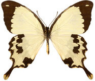 schmetterling0260100.jpg