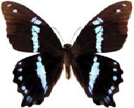 schmetterling0260101.jpg