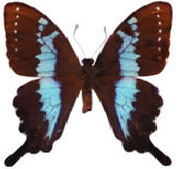 schmetterling0260102.jpg