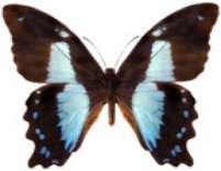 schmetterling0260103.jpg
