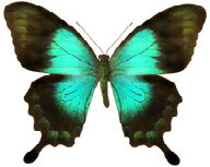 schmetterling0260104.jpg