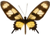 schmetterling0260105.jpg