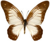 schmetterling0260106.jpg