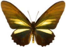 schmetterling0260107.jpg