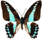 schmetterling0260109.jpg