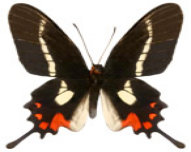 schmetterling0260110.jpg