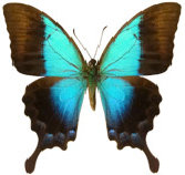 schmetterling0260111.jpg