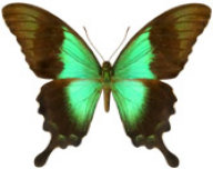 schmetterling0260112.jpg