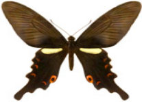 schmetterling0260113.jpg