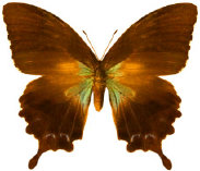 schmetterling0260114.jpg