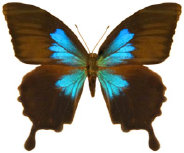 schmetterling0260115.jpg