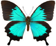 schmetterling0260116.jpg