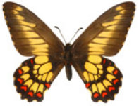 schmetterling0260117.jpg
