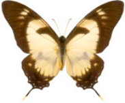 schmetterling0260118.jpg