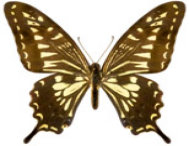schmetterling0260119.jpg