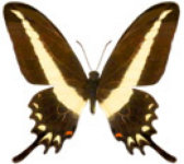 schmetterling0260120.jpg