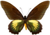 schmetterling0260121.jpg