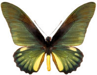 schmetterling0260122.jpg