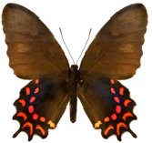 schmetterling0260123.jpg
