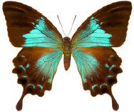 schmetterling0260124.jpg