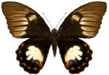 schmetterling0260125.jpg