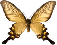 schmetterling0260126.jpg