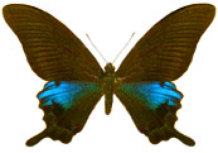 schmetterling0260127.jpg