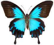 schmetterling0260128.jpg