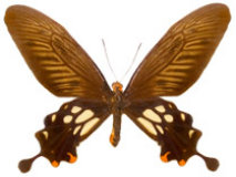 schmetterling0260129.jpg