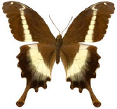 schmetterling0260130.jpg