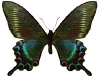 schmetterling0260131.jpg