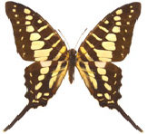 schmetterling026061.jpg