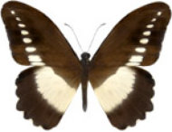 schmetterling026062.jpg