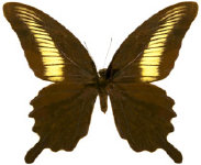 schmetterling026063.jpg