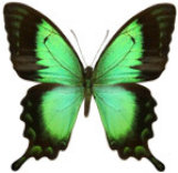 schmetterling026064.jpg