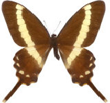 schmetterling026065.jpg