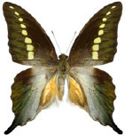 schmetterling026066.jpg