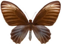 schmetterling026067.jpg