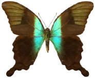 schmetterling026068.jpg