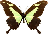 schmetterling026069.jpg