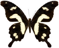 schmetterling026070.jpg