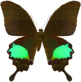 schmetterling026071.jpg