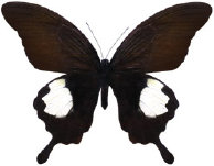 schmetterling026072.jpg