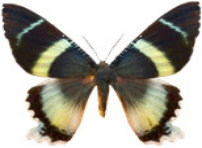 schmetterling026073.jpg