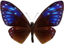 schmetterling026074.jpg